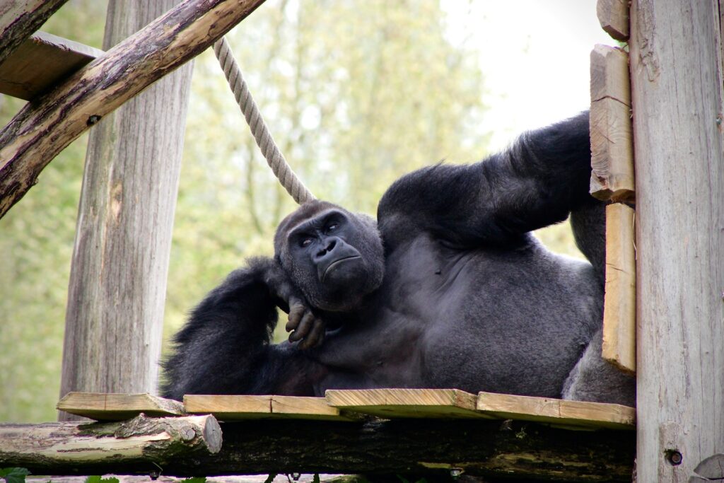 Chilla gorilla, bild på gorilla som chillar.